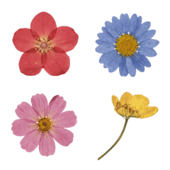 Little Pressed Flowers for You