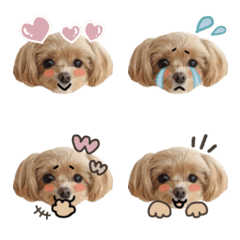 チワプーくるみの絵文字♡
