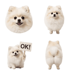 ふわふわ白ポメラニアンの日常
