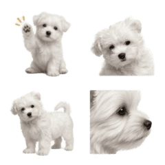 Cute Fluffy Maltese Emoji