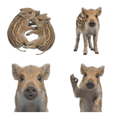 烏裡博真人表演