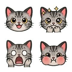 美國短毛貓的LINE貼圖