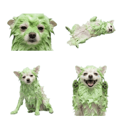 博美犬正在洗頭