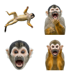 松鼠猴真人表演