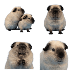 加州豚鼠真人表演