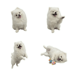 博美哈比日常貼貼