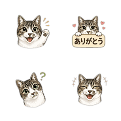 Cute Tabby Cat Emojis  Chibi-kun