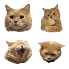 CHATARO