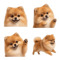 ふわもこ！ミニチュア・ポメラニアン