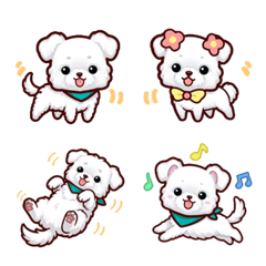 愛犬日記-成犬チワマル-