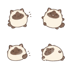 小日常-布偶貓2 B1