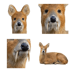 Chinese Water Deer