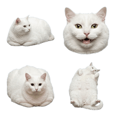 豐滿的白貓真人表演