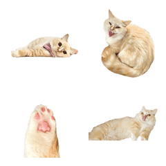 Kogetsu, kawaii Manchikan cat