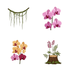 Exotic Orchid Collection