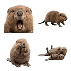 海狸寶寶真人表演