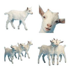 小山羊真人表演