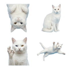 異眼白貓真人表演