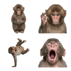 日本獼猴寶寶真人表演