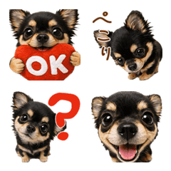 Chihuahua emojis you can use forever