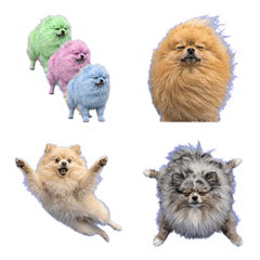 博美犬在強風中