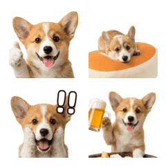 搬家啦！柯基表情符號