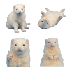 白化雪貂真人表演