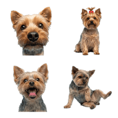 約克夏犬真人表演