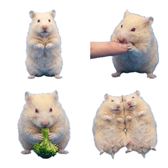 白化倉鼠真人表演