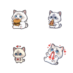 喵喵日常：百變小貓