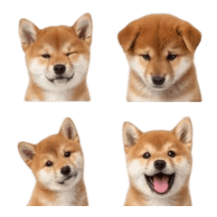 Pretty Shibainu Emoji