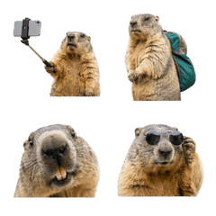 Marmot 5