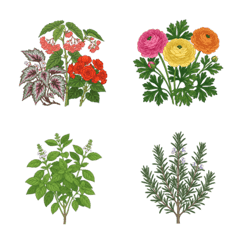 花・香草２