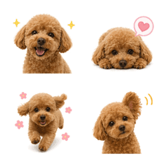 Fluffy Toy Poodle Daily Emojis