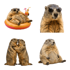 Marmot 9