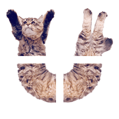 SiberianCat"Yamaneco emoji3
