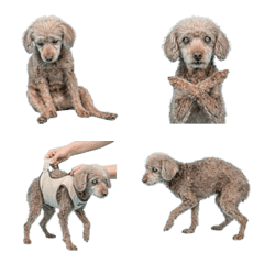 老狗玩具貴賓犬真人表演