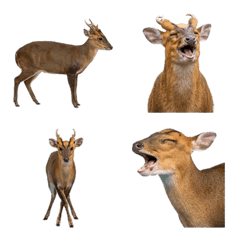 麂（動物）真人表演