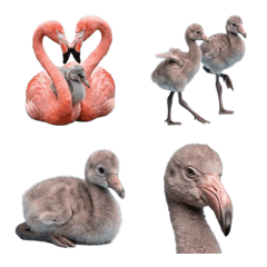 寒冷的火烈鳥寶寶真人表演