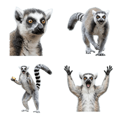 環尾狐猴真人表演