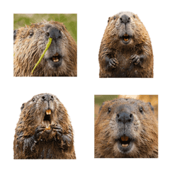 Beaver 3