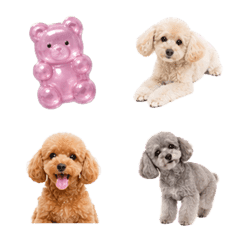 Sweet Toy Poodle