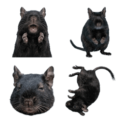 八哥黑真人表演