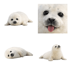 Soft & Squishy Seal