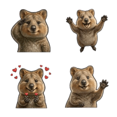 真實的短尾矮袋鼠反應表情符號