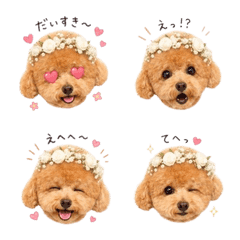 My dog is number one!03coco