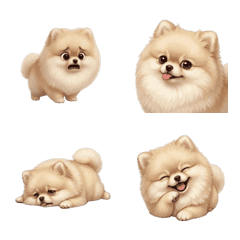 Mischievous Pomeranian (ANMZ)