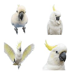 基巴坦真人表演