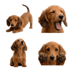 Daily Miniature Dachshund