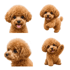 Realistic! Fluffy Tiny Poodle